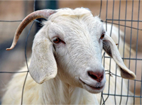 О белых пуховых козах придонской породы 