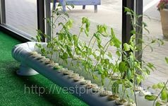 Круглогодичное выращивания зеленных культур и рассады на гидропонике