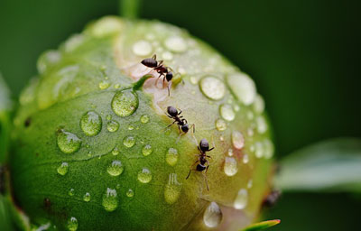 Как быстро избавиться от муравьёв в огороде