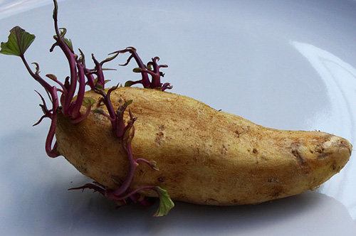 Выращивание раннего картофеля