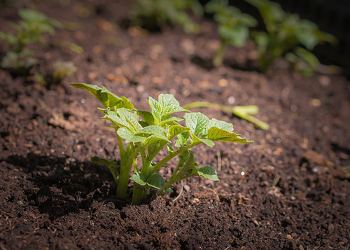 Основы выращивания картофеля на своем участке