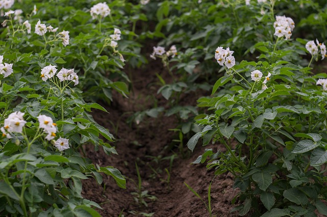 Методы поздней посадки картофеля