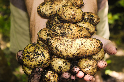 Основы выращивания картофеля на своем участке