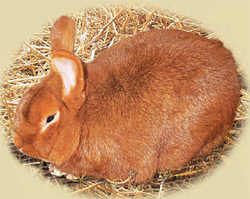 кролик породы новозеландская красная