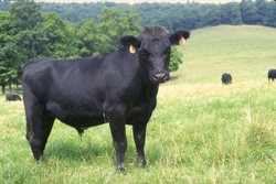 Популярные породы мясного скота