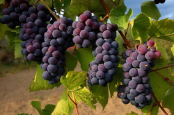 Календарь начинающего виноградаря