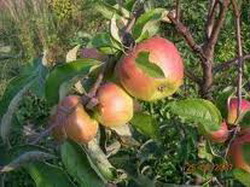 Сорта яблони или подробно о сорте Шаропай
