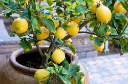 Лимон в деревенском доме