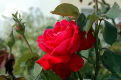 Розы для занятого человека