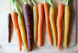 Морковь за 100 лет