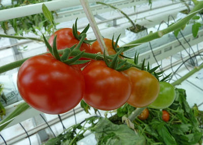 Обустройство теплиц для выращивания томатов