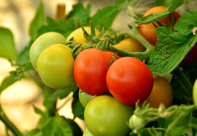 Высадка рассады сильнорослых сортов томатов (гигантов)