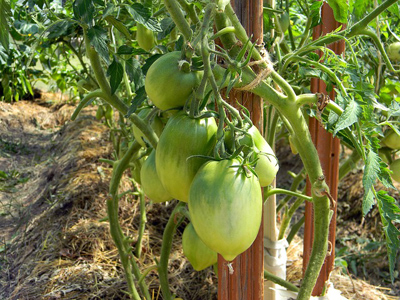Подвязываем томаты в теплице