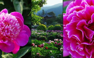Beijing Botanical Gardens Peony