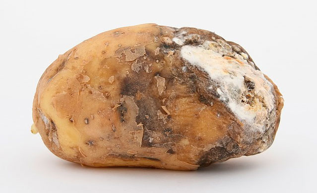 Картофель и фитофтороз