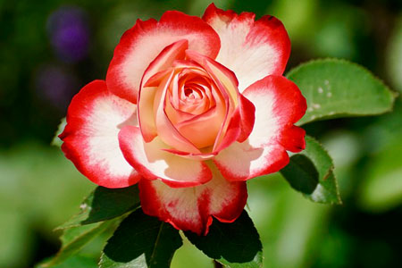 Роза как украшение сада: выбираем саженци роз и правильно ухаживаем