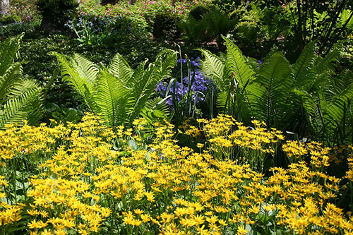 20 теневыносливых растений, которые оживят ваш сад