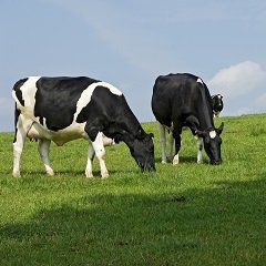 Как повысить удои молока у коровы