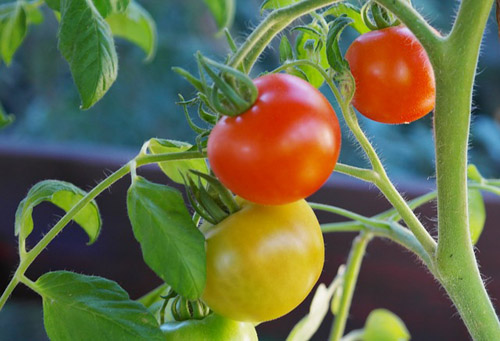 Как правильно выбрать сорт томата для выращивания рассады