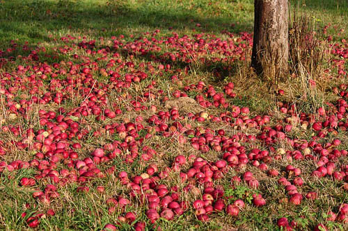 Прививка яблони осенью