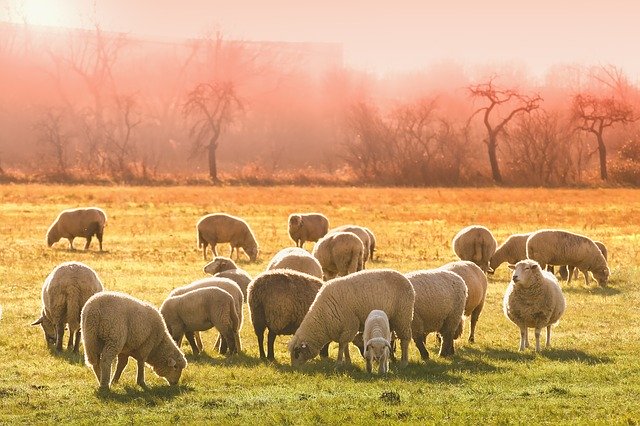 Потенциал овцеводства обсудили в Минсельхозе