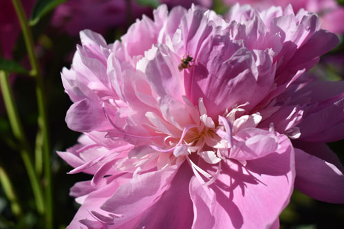 пион розовый цветущий
