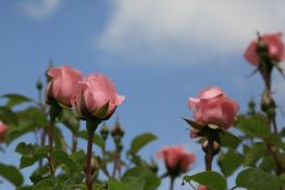 Выращивание роз в Ленинградской области