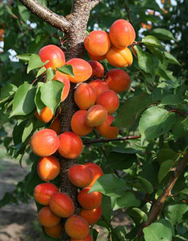 Колоновидный абрикос