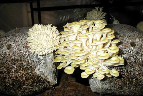Бизнес по выращиванию грибов