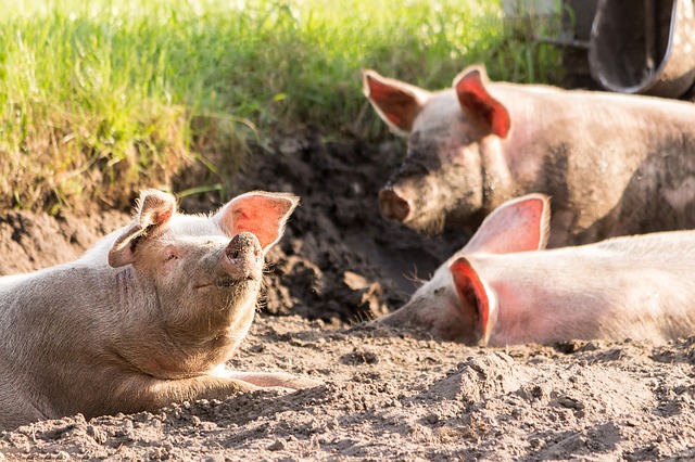 Свиньи терроризируют карельскую деревню