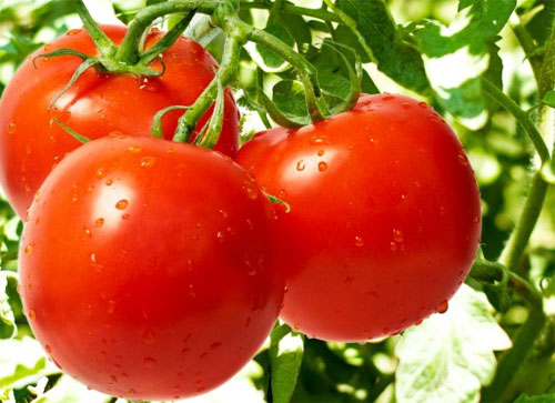 Болезни томатов, лечение и уход