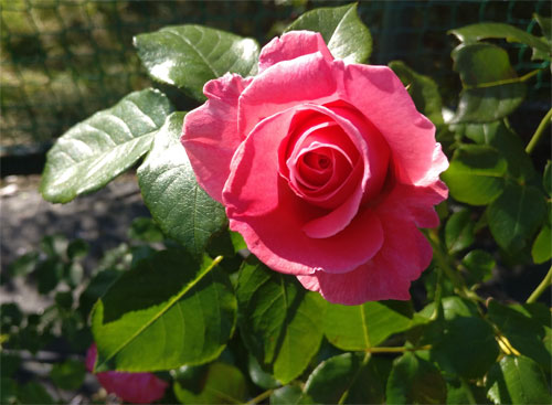 Описание латвийских сортов розы ругозы