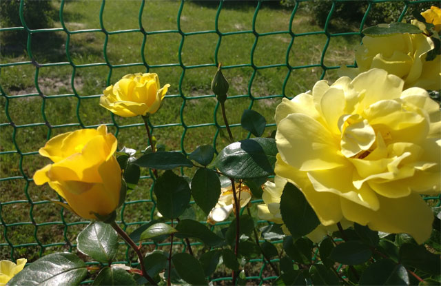 сорта розы ругозы