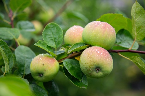 Уральские карликовые сорта яблонь