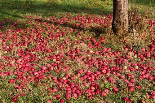 Яблони и груши: как и чем кормить?