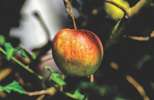 Сорта яблок из Саратовской области