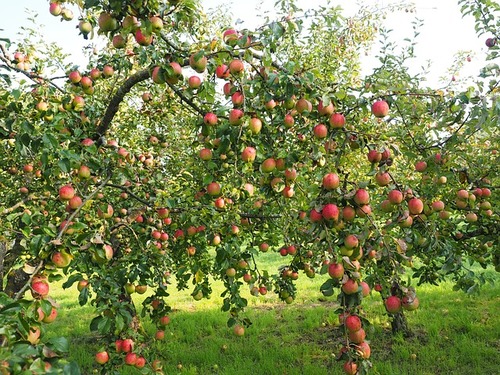 Белорусские сорта яблонь, иммунные к парше
