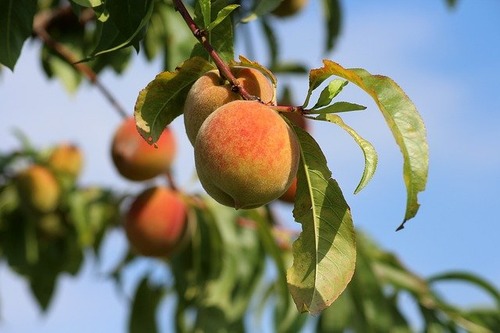 Как подготовить персиковые деревья к зимовке