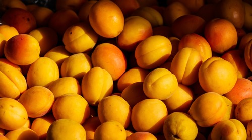 Прививка абрикоса на сливу