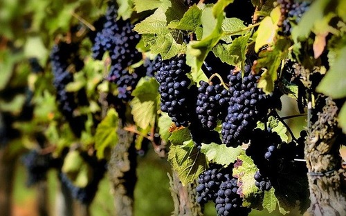 Виноград: приемы посадки и формировки