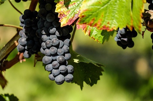 Виноград на грядах