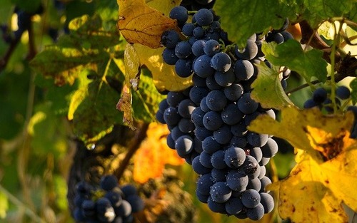 Виноград — до весны свежий. Длительное хранение винограда