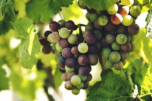 Южный виноград для средней полосы