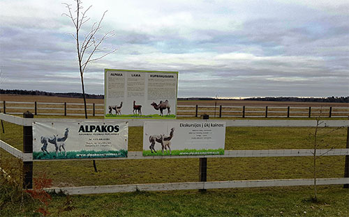 Как строился мини-зоопарк и фермерское хозяйство альпак