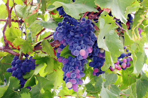 выбрать подходящий сорт винограда
