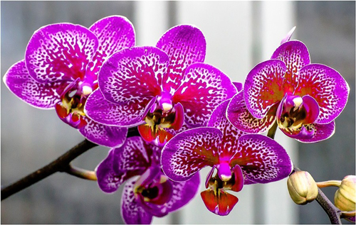 Не цветет орхидея, или как добиться цветов от экзотической красавицы
