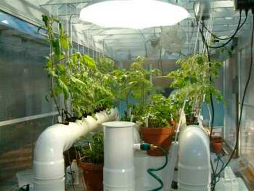 Как выращивать помидоры в квартире