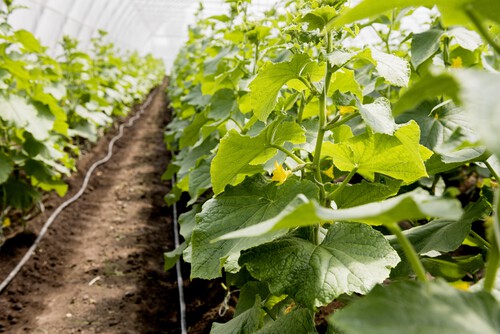 Фузариоз на огурцах: как распознать и бороться