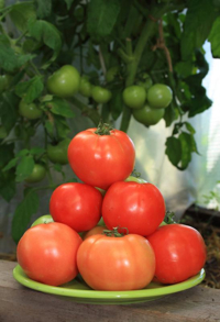 Размножаем томаты пасынками