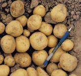 картофель из семян